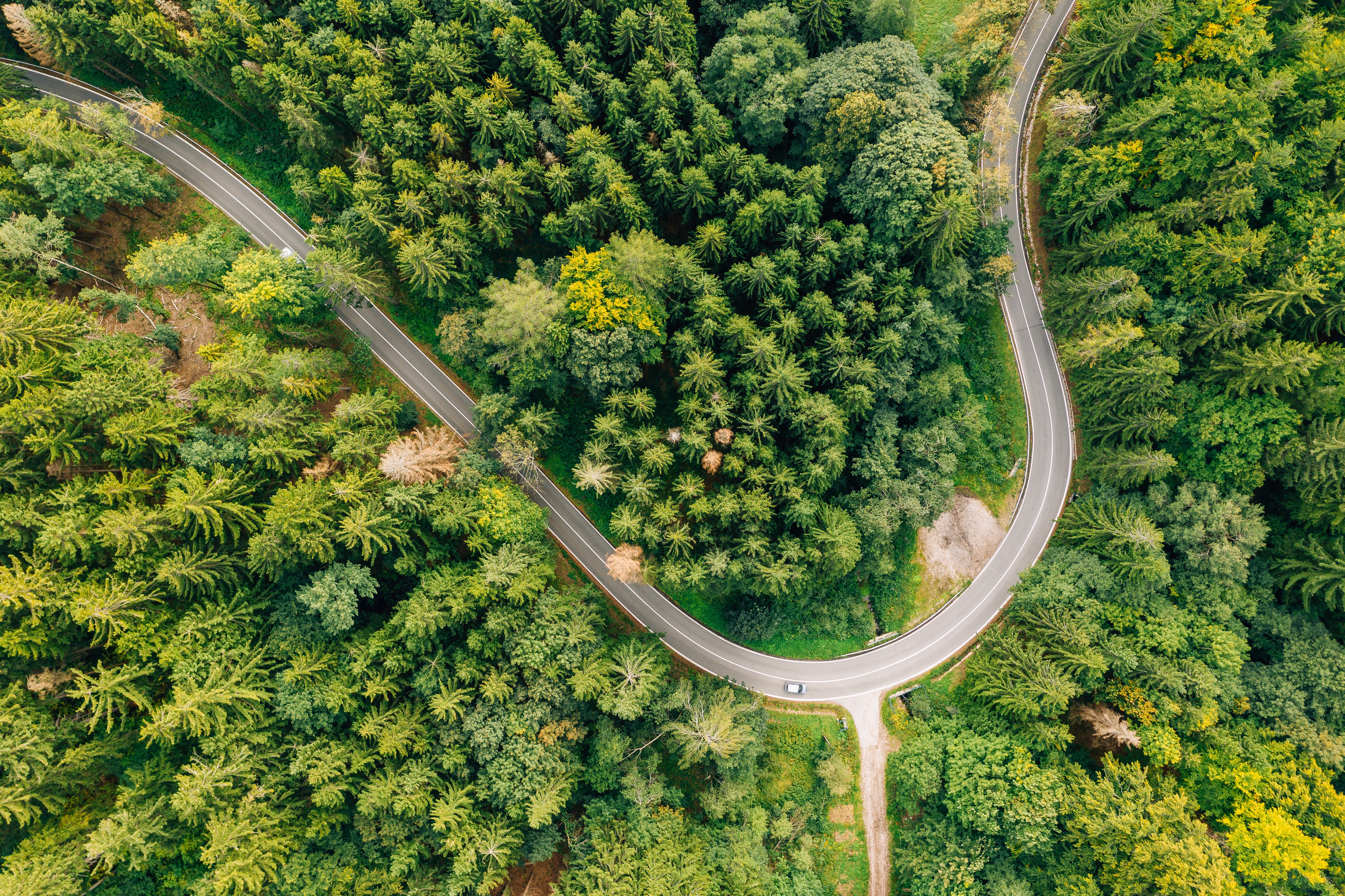 Une forêt vue du ciel